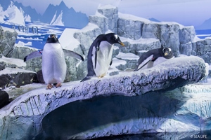 Die Pinguine im Sea Life Konstanz